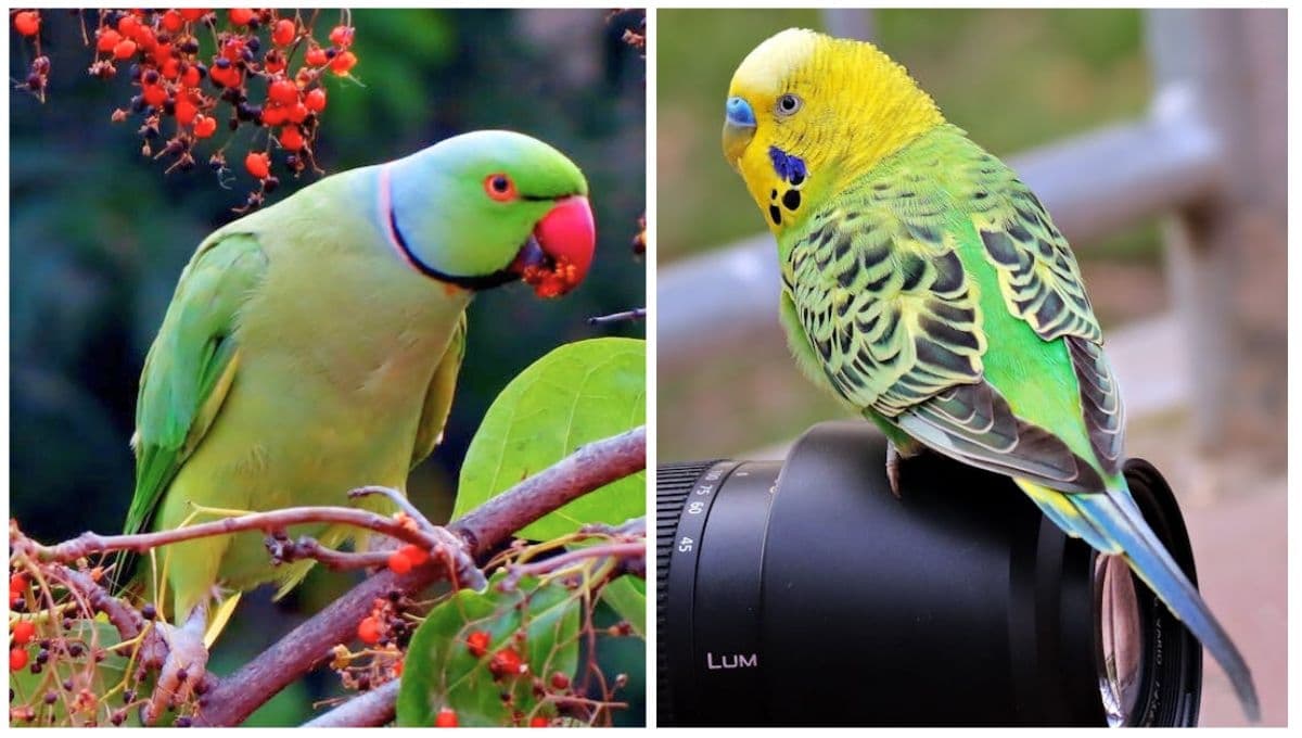 La manera correcta de diferenciar un loro, cotorro y perico