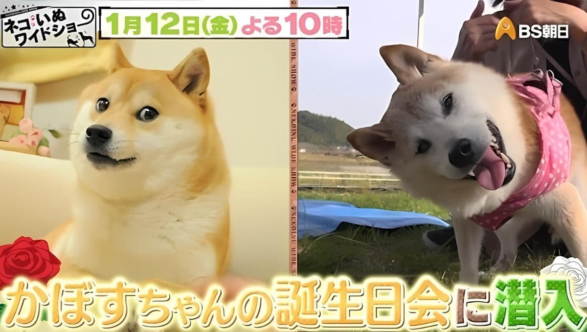 Muere Kabosu, el perro del meme Doge de internet