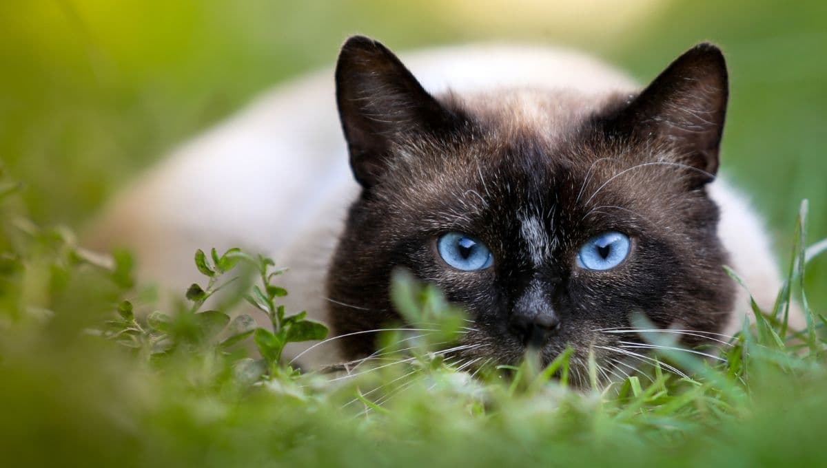 ¿Por qué mi gato caza pájaros?