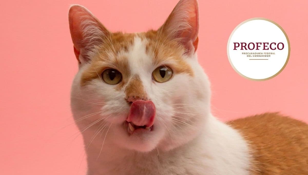 Las croquetas para gato más buenas y en menos de 120 pesos aprobadas por Profeco