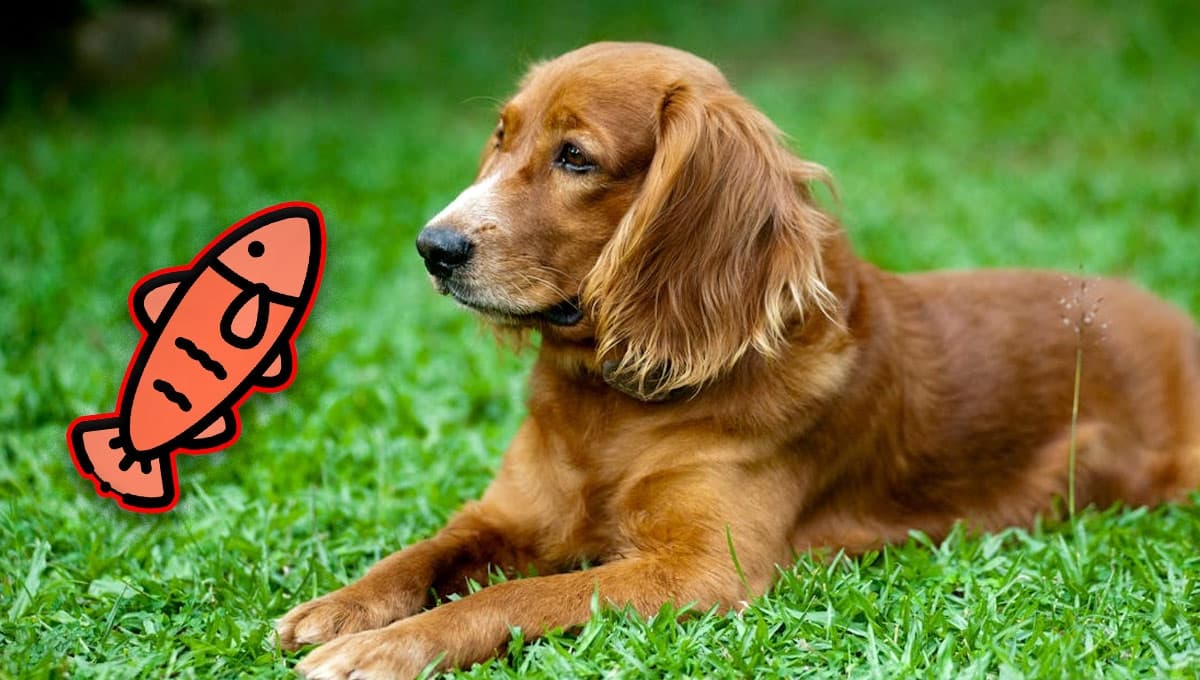 Aceite de salmón para perros: para qué sirve, dosis y precios