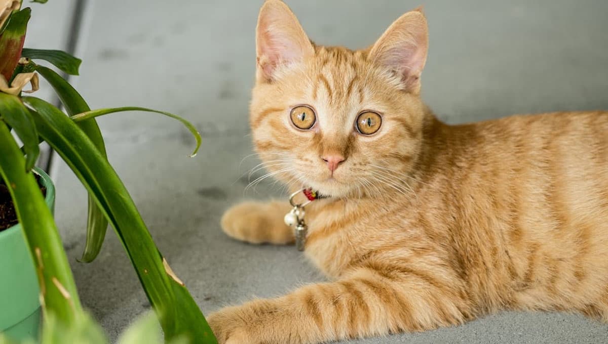 Cómo hacer un repelente para que los gatos no se orinen en las plantas