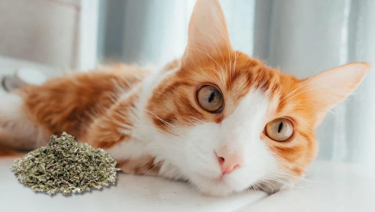 ¿Qué tan bueno es darle catnip a los gatos?