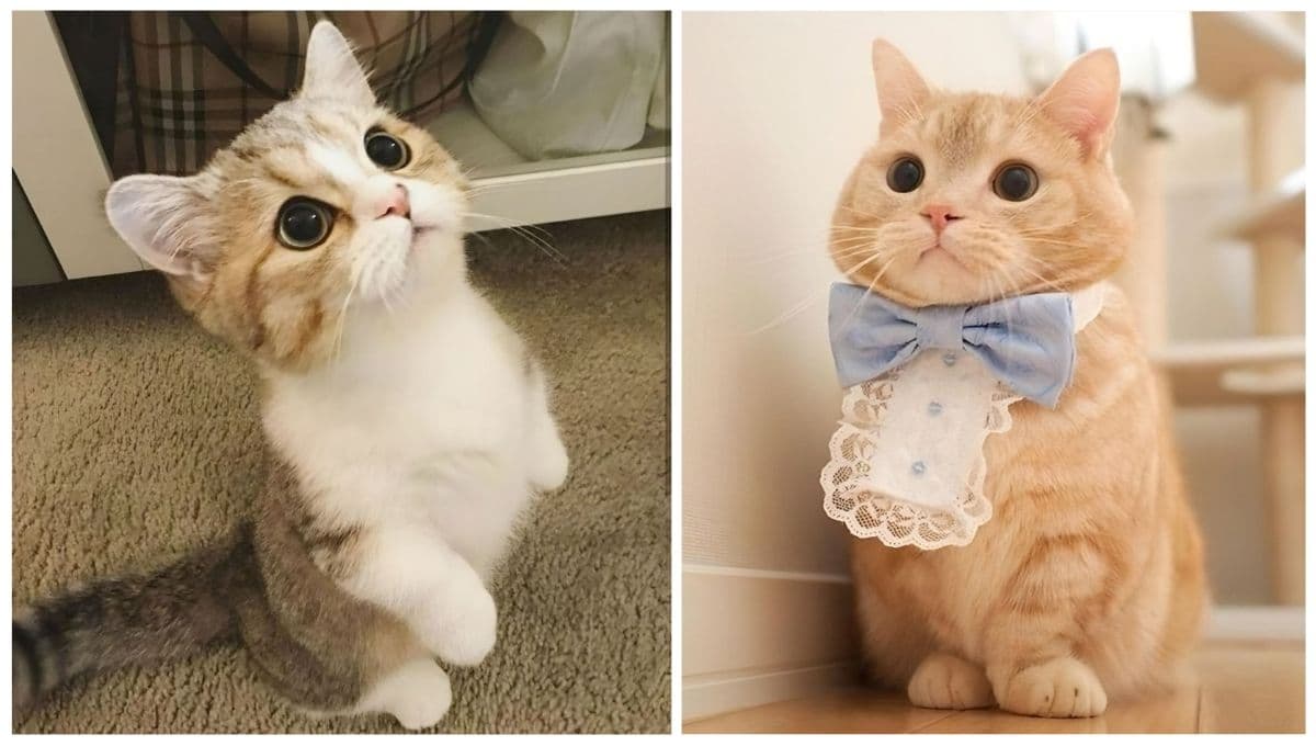 Gato salchicha: 5 FOTOS de esta raza de michis que te enamorarán