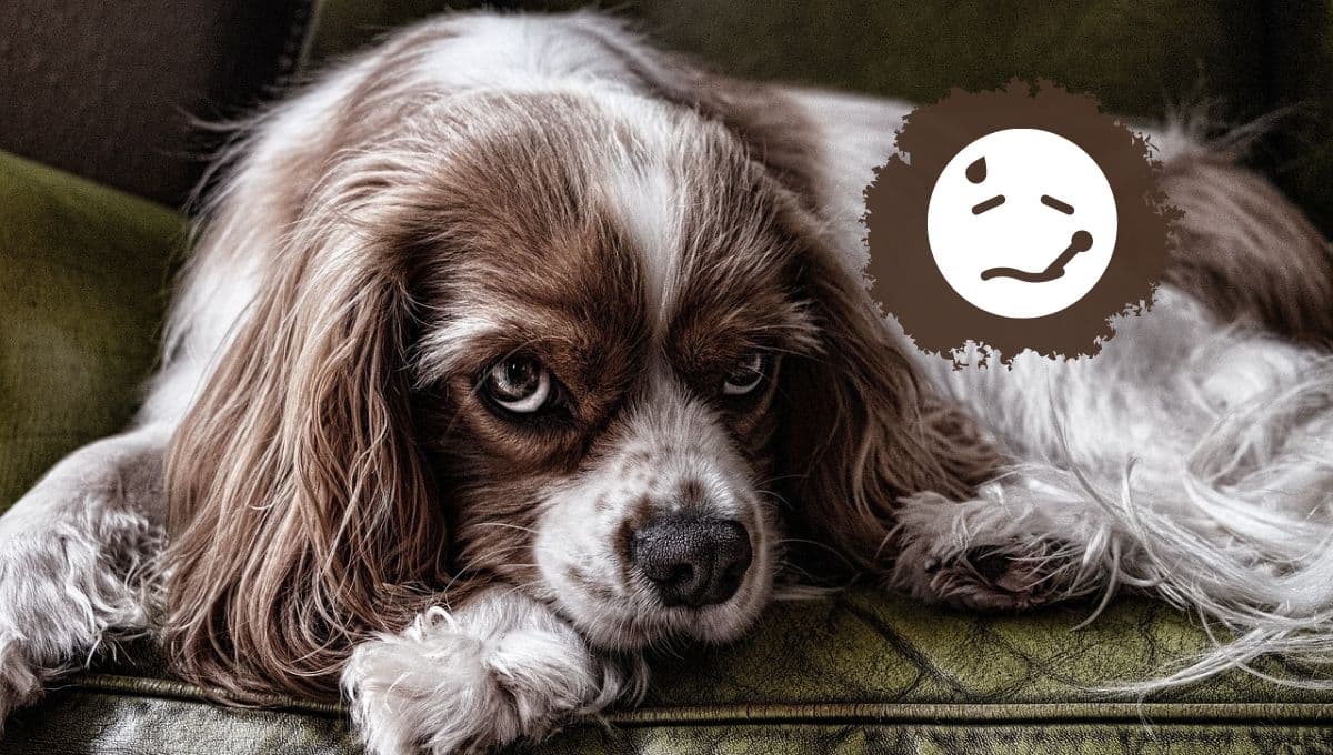 ¿Qué puedo hacer si mi perro estornuda mucho?