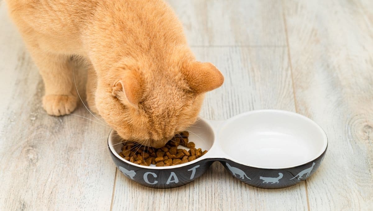 Conoce la extraña razón por la que los gatos piden más comida aunque su plato esté lleno