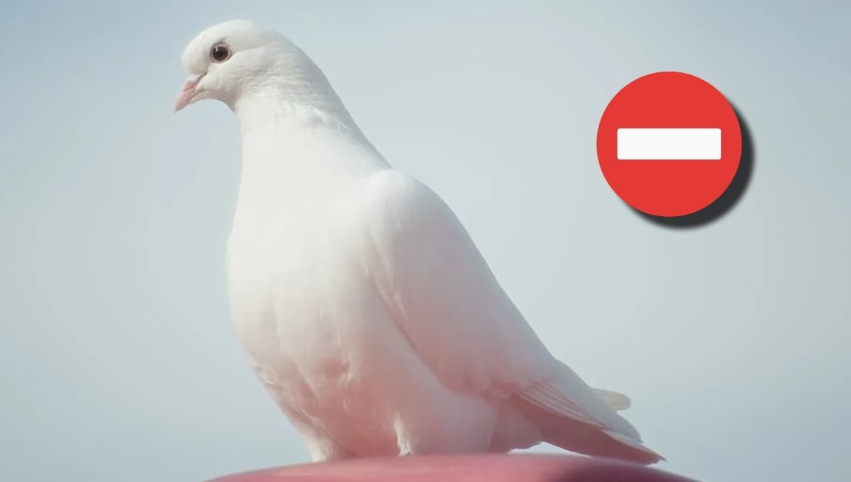 Cómo hacer un repelente casero para pájaros: evitar que lleguen a ventanas o plantas