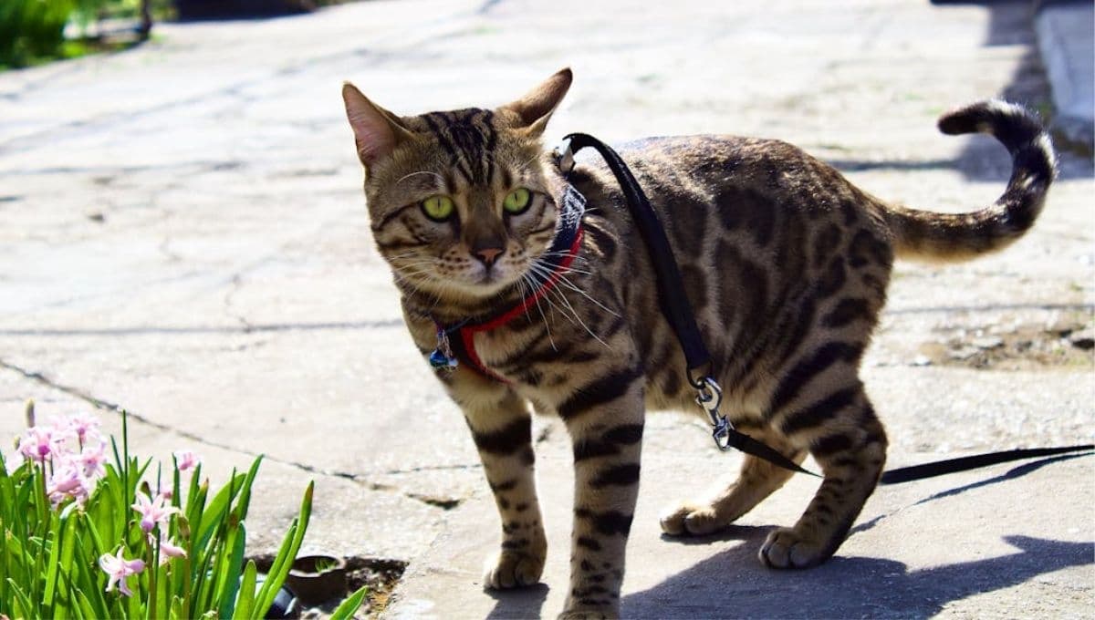 El truco para pasear a tu gato con seguridad