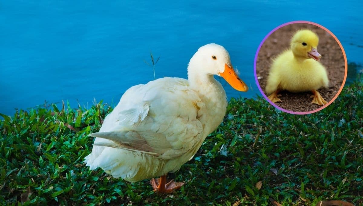 ¿Cómo hacer feliz a un pato doméstico? 3 consejos ESENCIALES