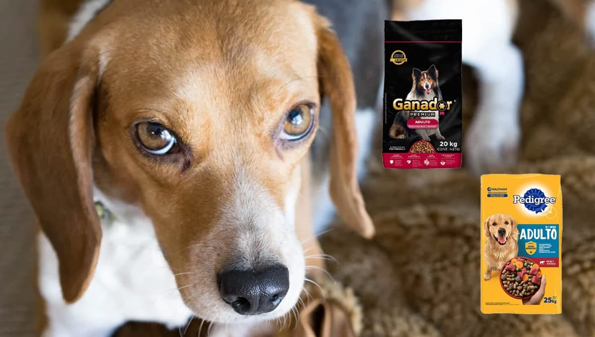 Bulto de croqueta Ganador Premium o Pedigree: ¿cuál es mejor para perros?