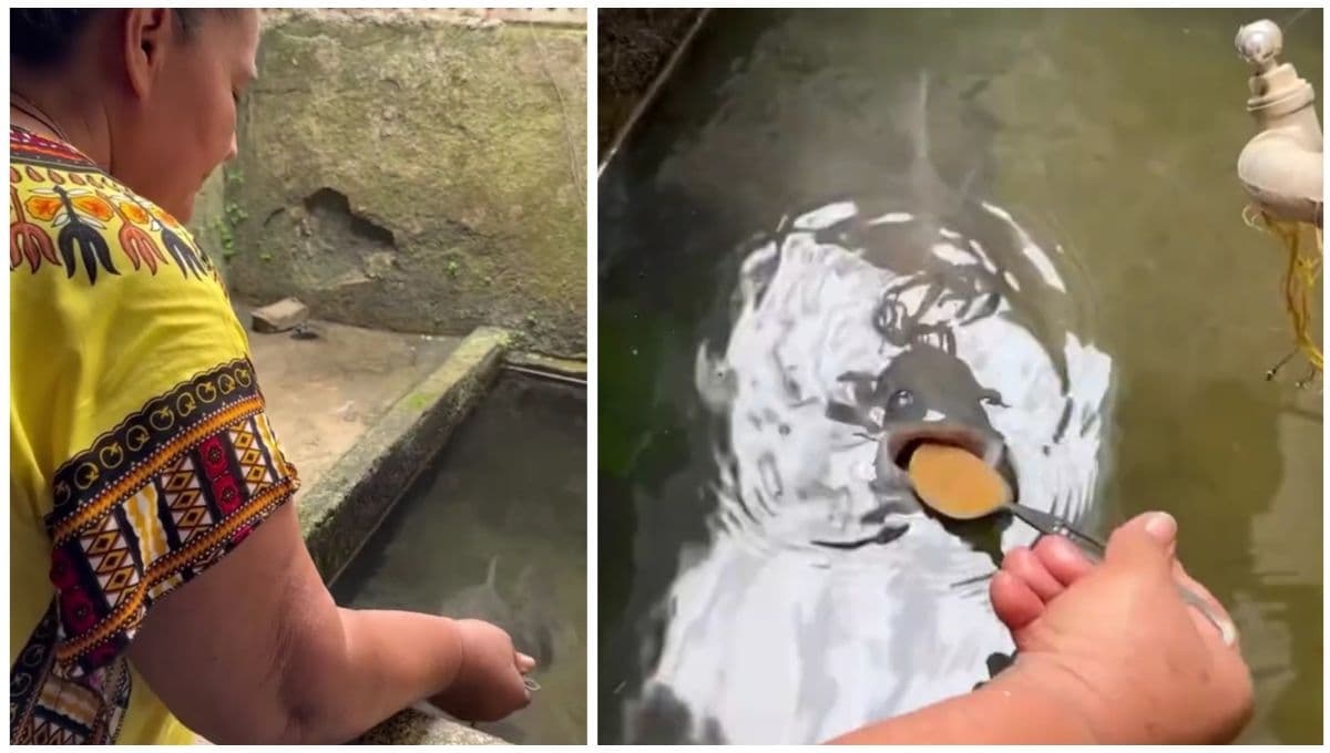 VIDEO: Graban impactante momento donde un pez come sopa con cuchara