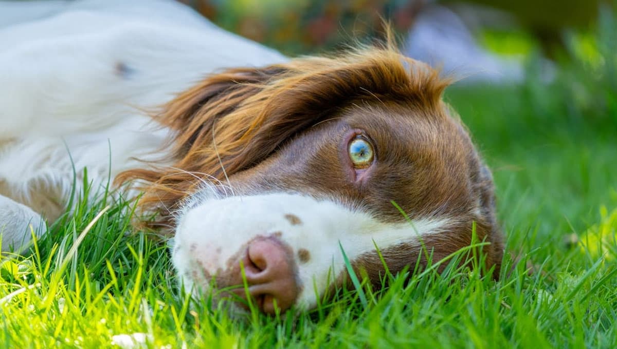 ¿Por qué dicen que cuando un perro muere salva una vida?