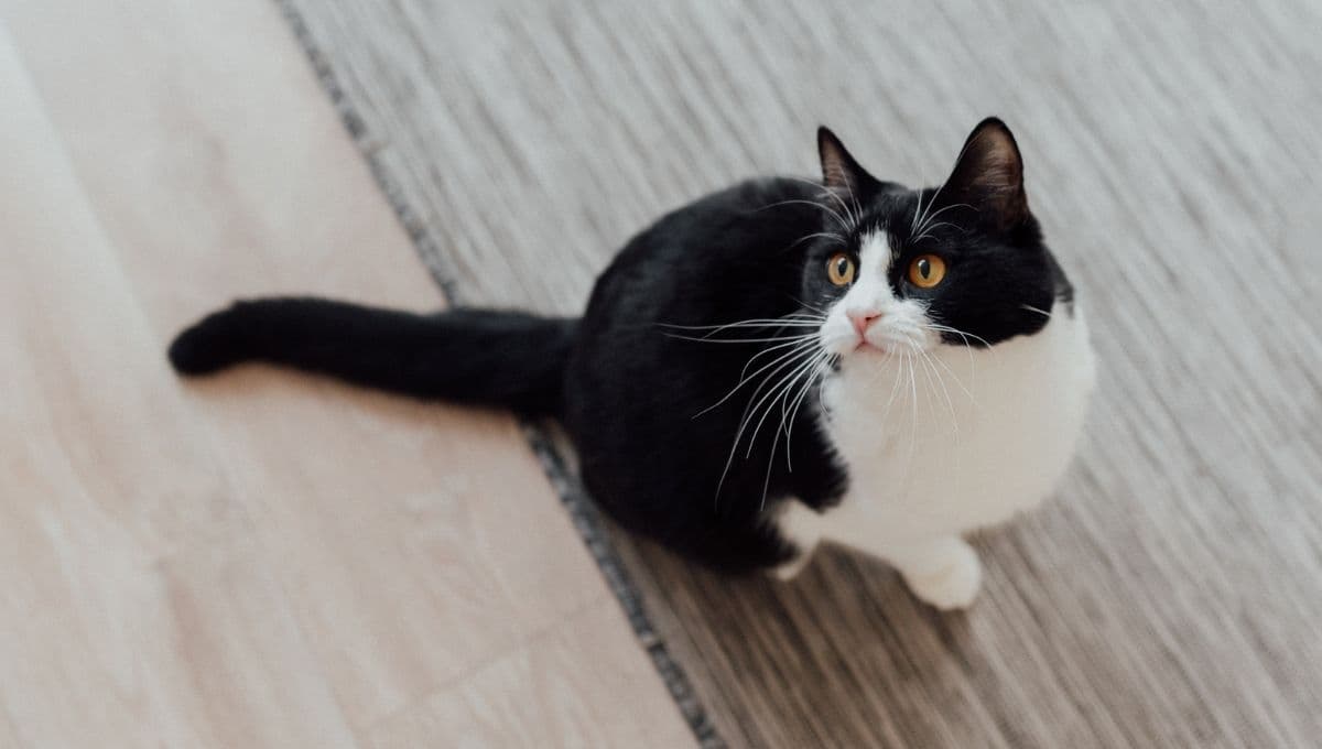 Salmiak, la nueva raza de gato que resultó de una extraña mutación genética
