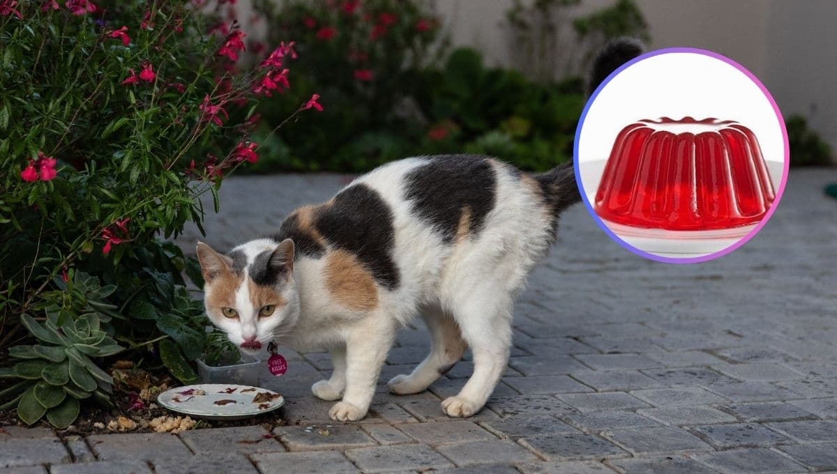 ¿Qué pasa si mi gato come gelatina?