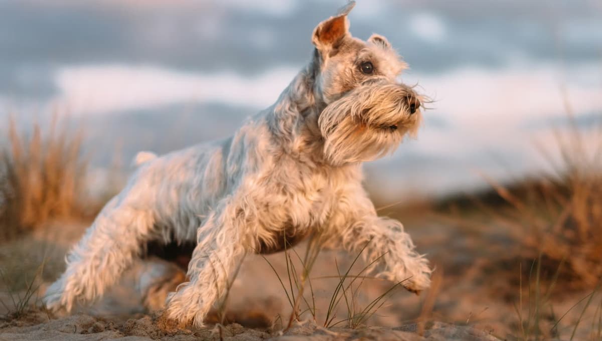 Perros Schnauzer: ¿Cómo les afecta el calor?