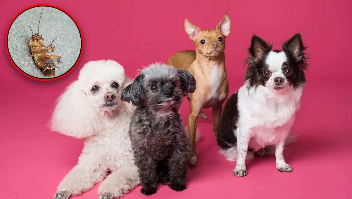 ¿Cómo usar RAID para acabar con las cucarachas si tengo mascotas?