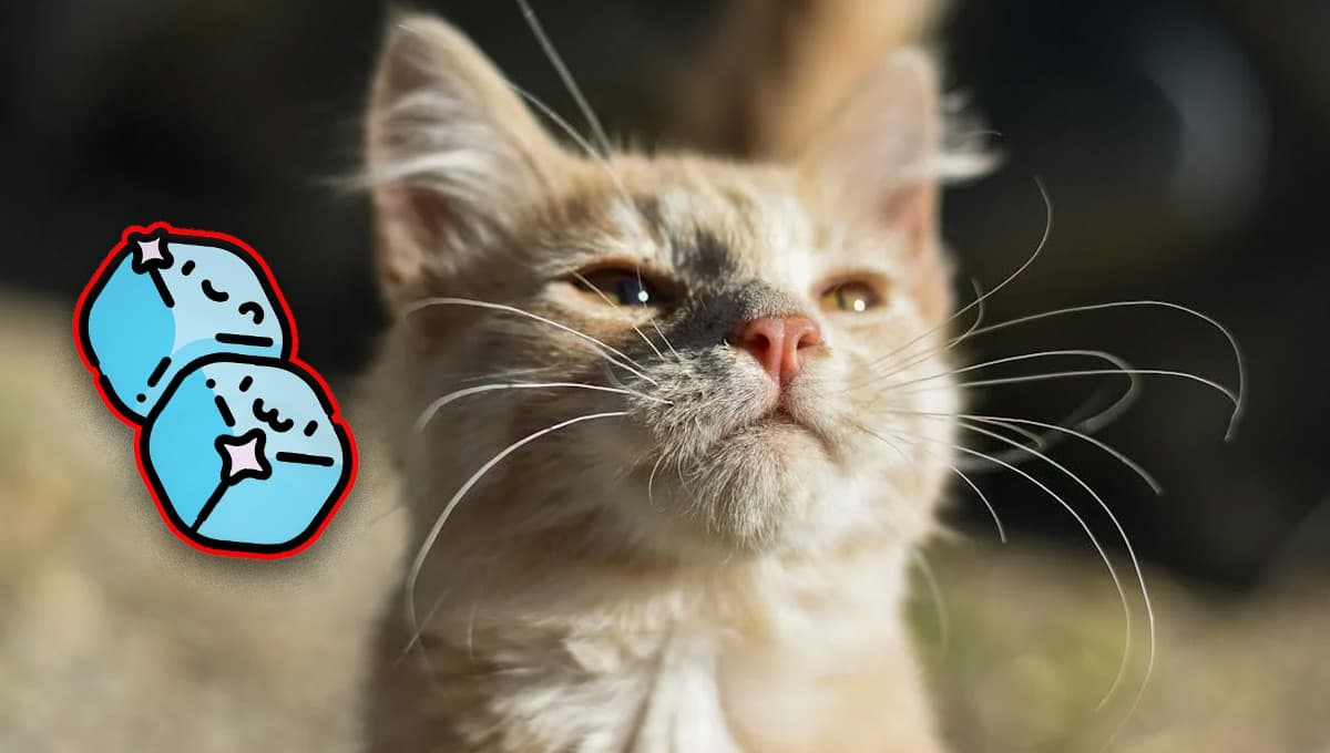¿Los gatos pueden comer hielo para el calor?