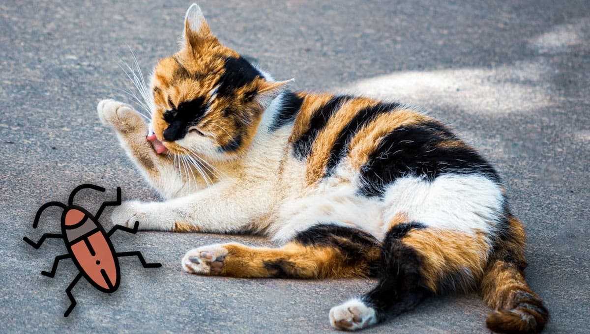 ¿Qué significa cuando un gato juega con cucarachas?