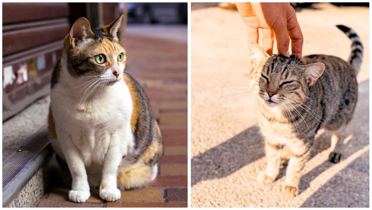 ¿Por qué no debes llamar a tu gato con el "pspsps"?
