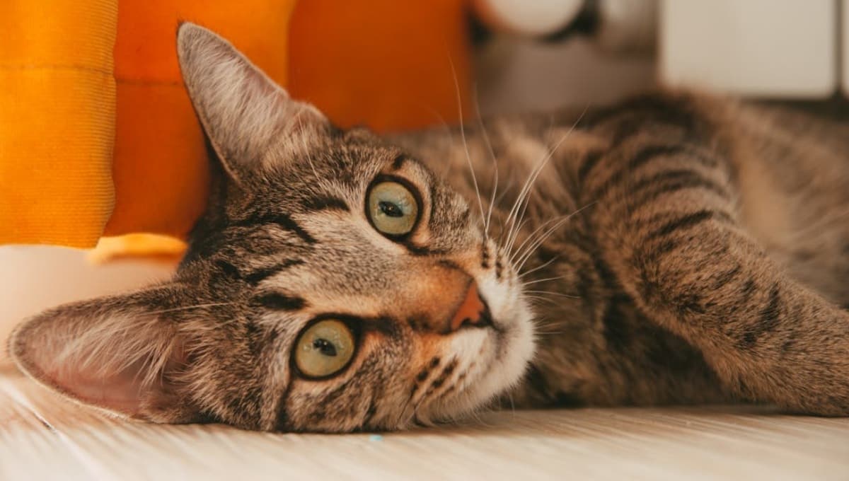 Nombres mexicanos para gatas hembras con su significado