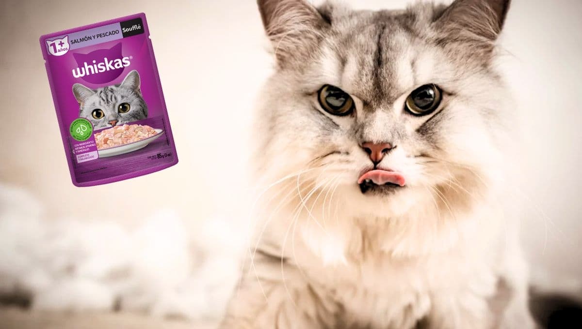 ¿Qué tan buenas son las latas de Whiskas para tu gato?