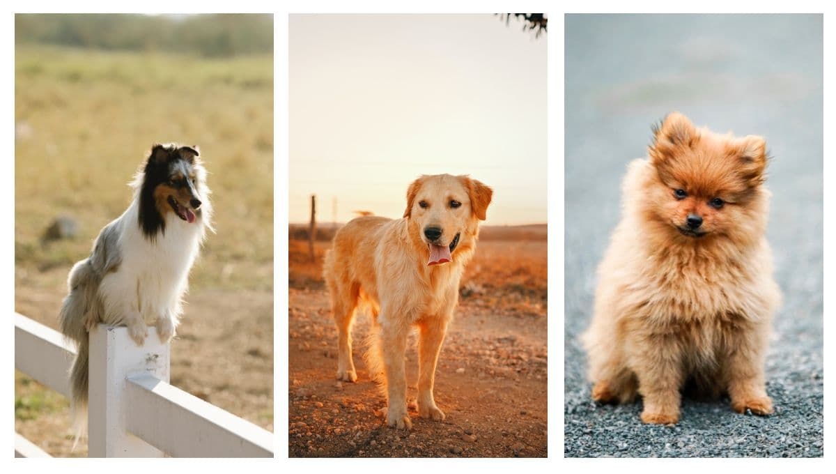 De todas las razas de perros, esta es la más BONITA del mundo