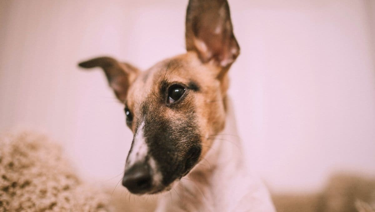 ¿Por qué mi perro tiene la oreja inflamada?