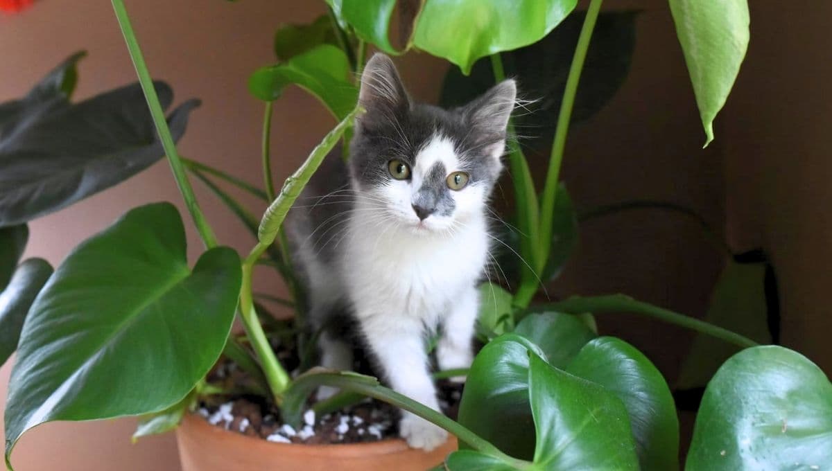 La planta que nunca debes tener en casa si hay mascotas