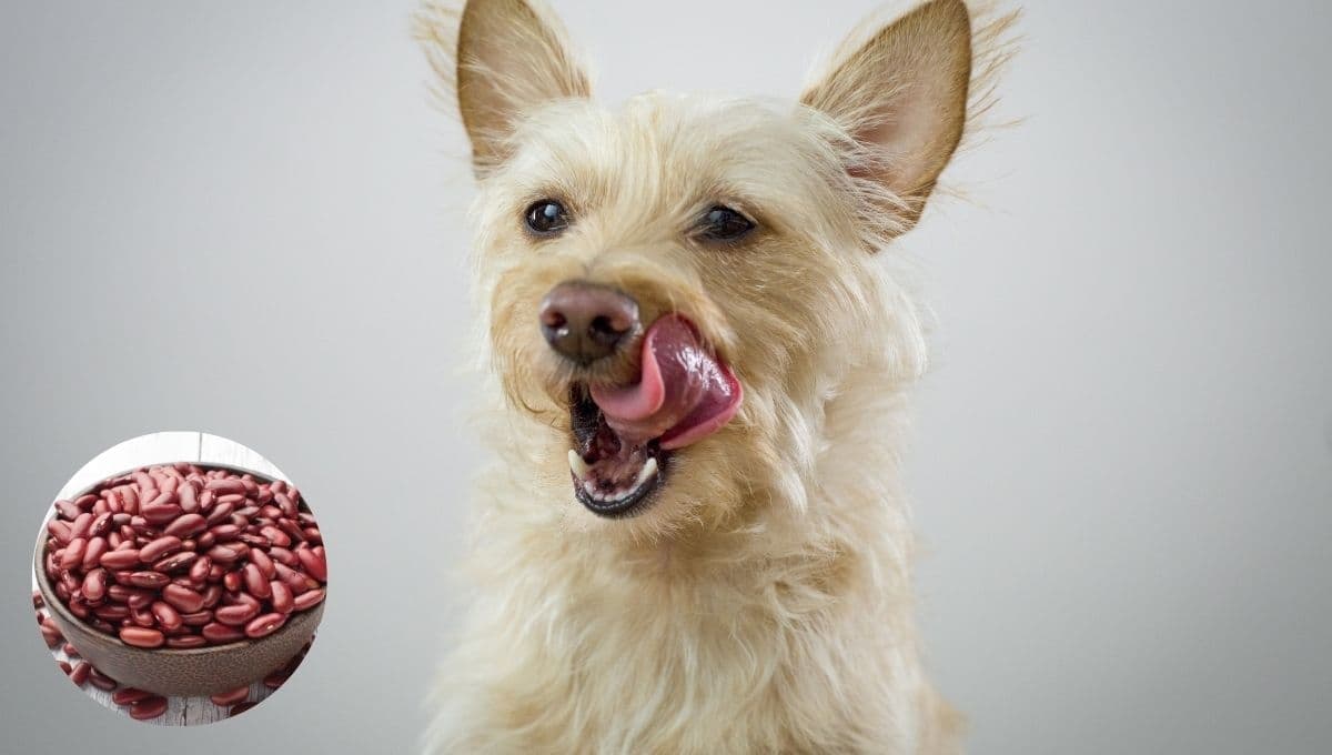 ¿Qué tan buenos son los frijoles y las legumbres para tu perro?