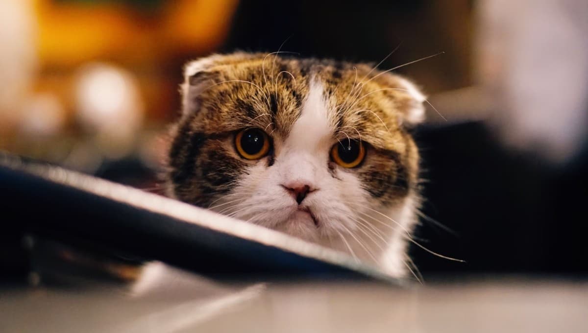 Esto pasa si ignoras los maullidos de tu gato