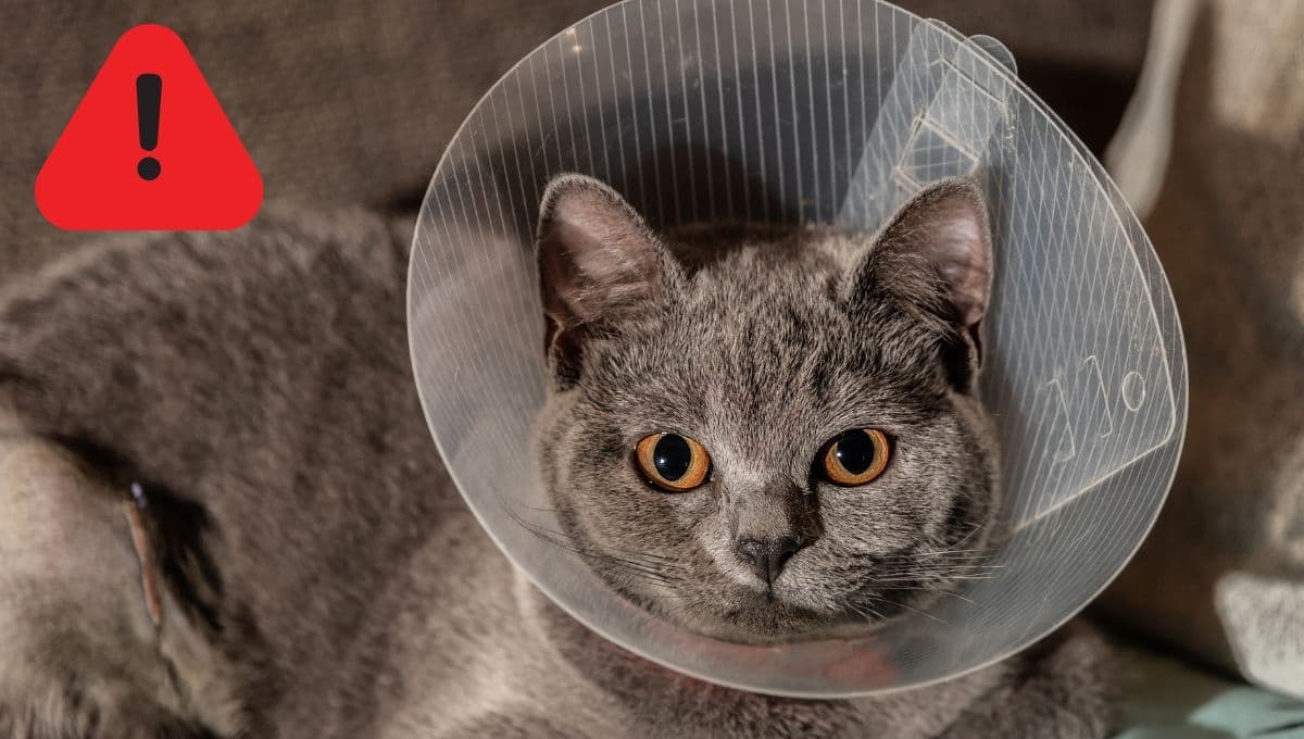 Los signos de alarma que da tu gato tras ser esterilizado