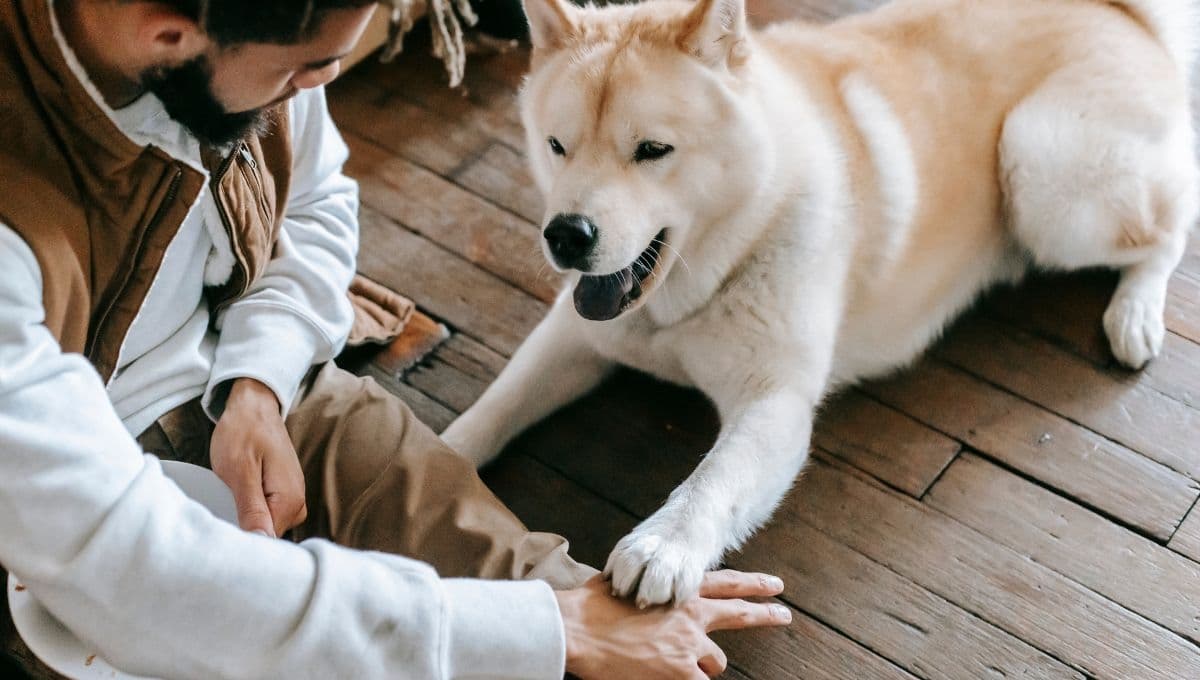3 trucos para adiestrar a tu perro en casa