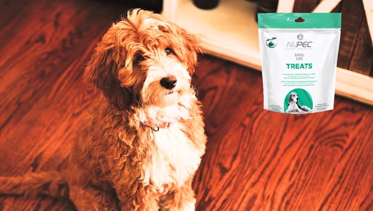 ¿Qué tan buenos son los premios Nupec para perro?