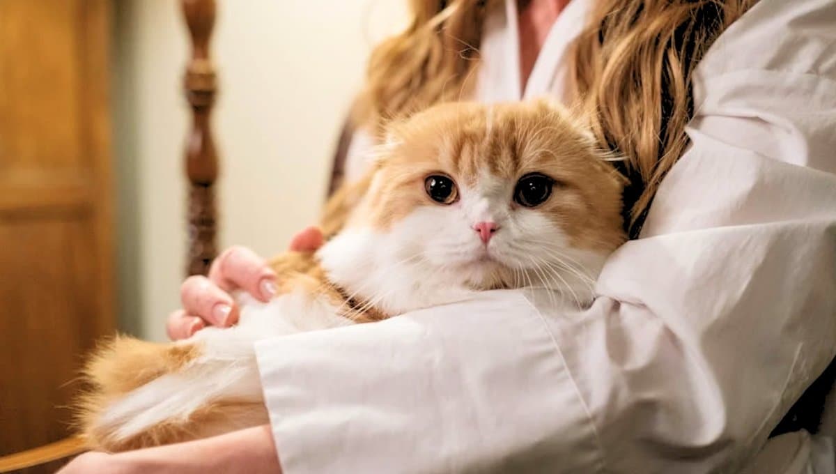 Así manipulan los gatos a las mujeres, según la UNAM