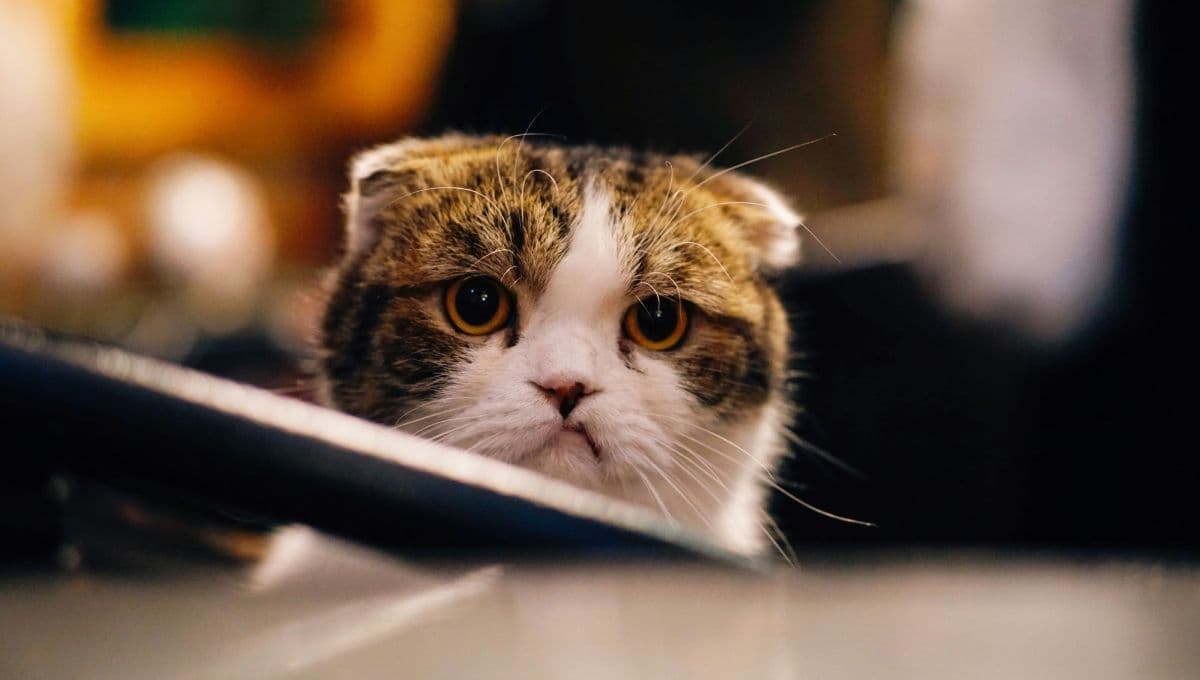 Estas son las palabras que JAMÁS debes decirle a tu gato porque se ponen tristes