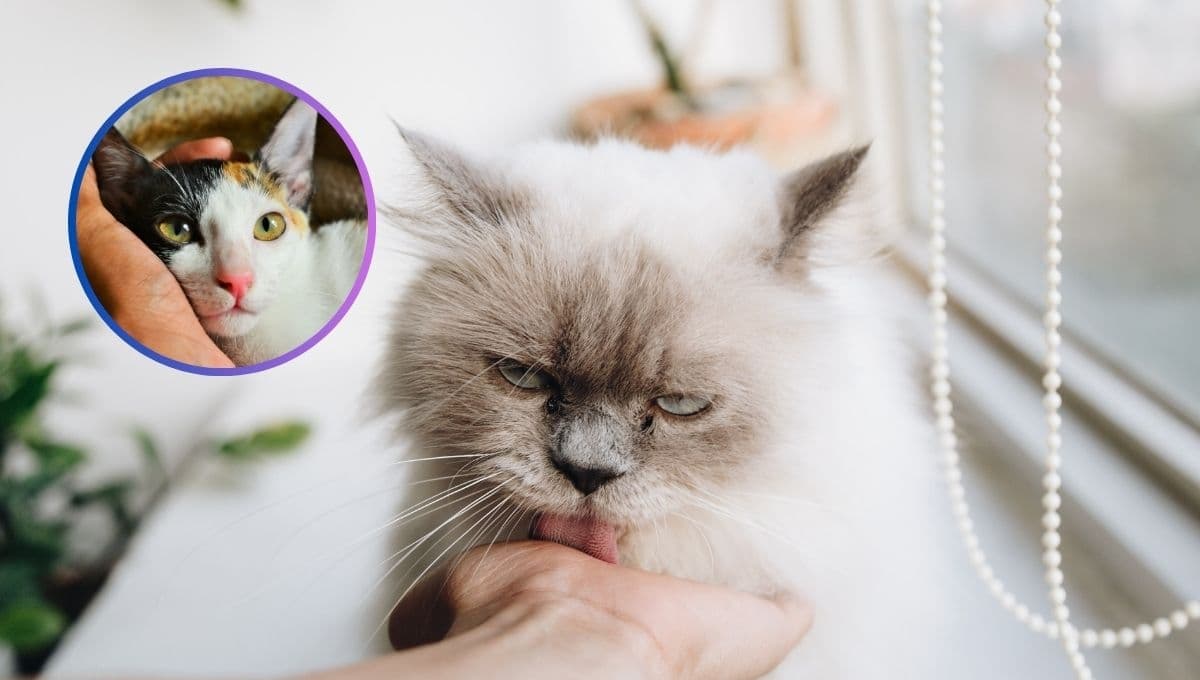 ¿Qué significa que mi gato me lame mucho y por qué es IMPORTANTE saberlo?