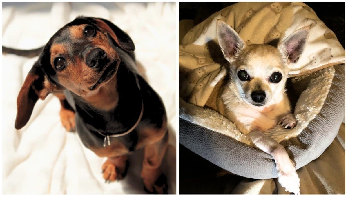 ¿Cuál es la diferencia entre un Chihuahua y un Salchicha?