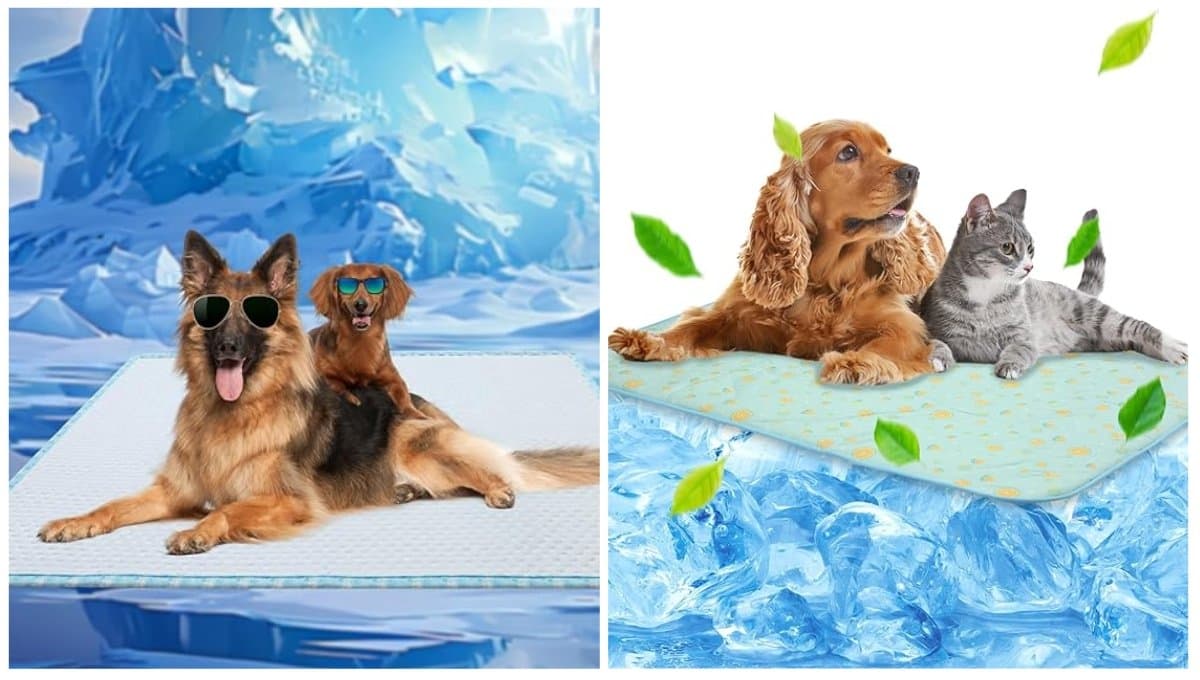 Tapete refrescante para mascota: ¿Cuánto cuesta y dónde comprarlo?