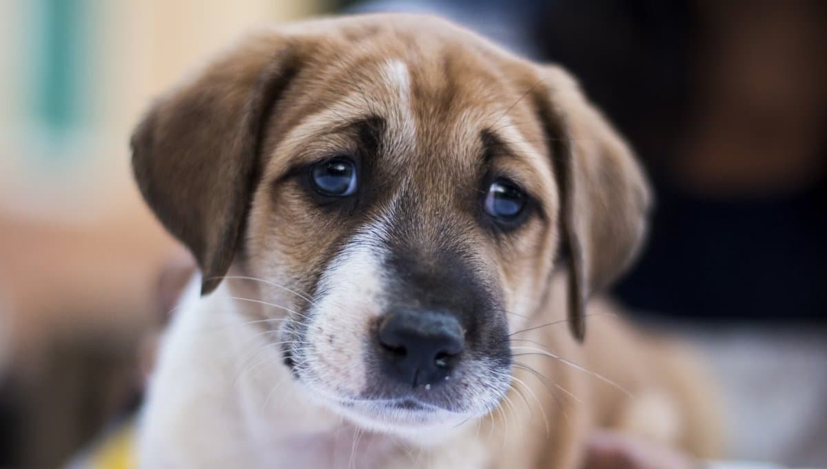 ¿Cómo saber si mi perro está deprimido?