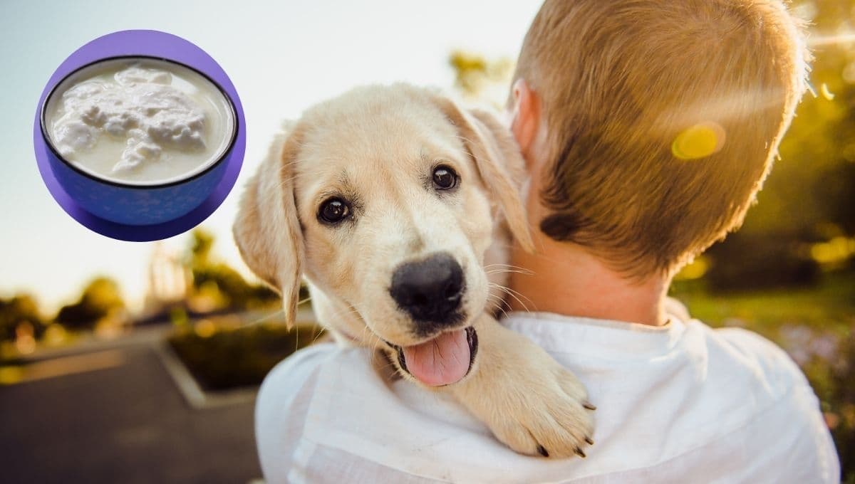 ¿Qué tan buenos son los yogures para los perros?