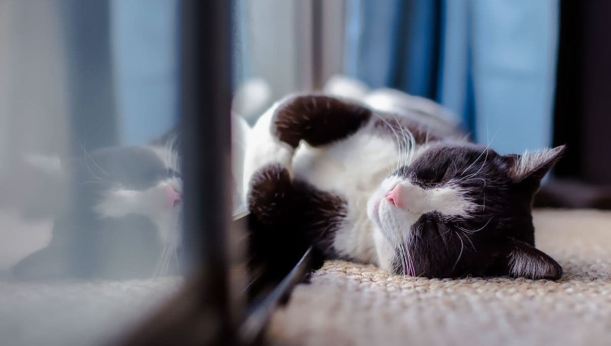 ¿Qué significa que mi gato mueve la cola mientras duerme?