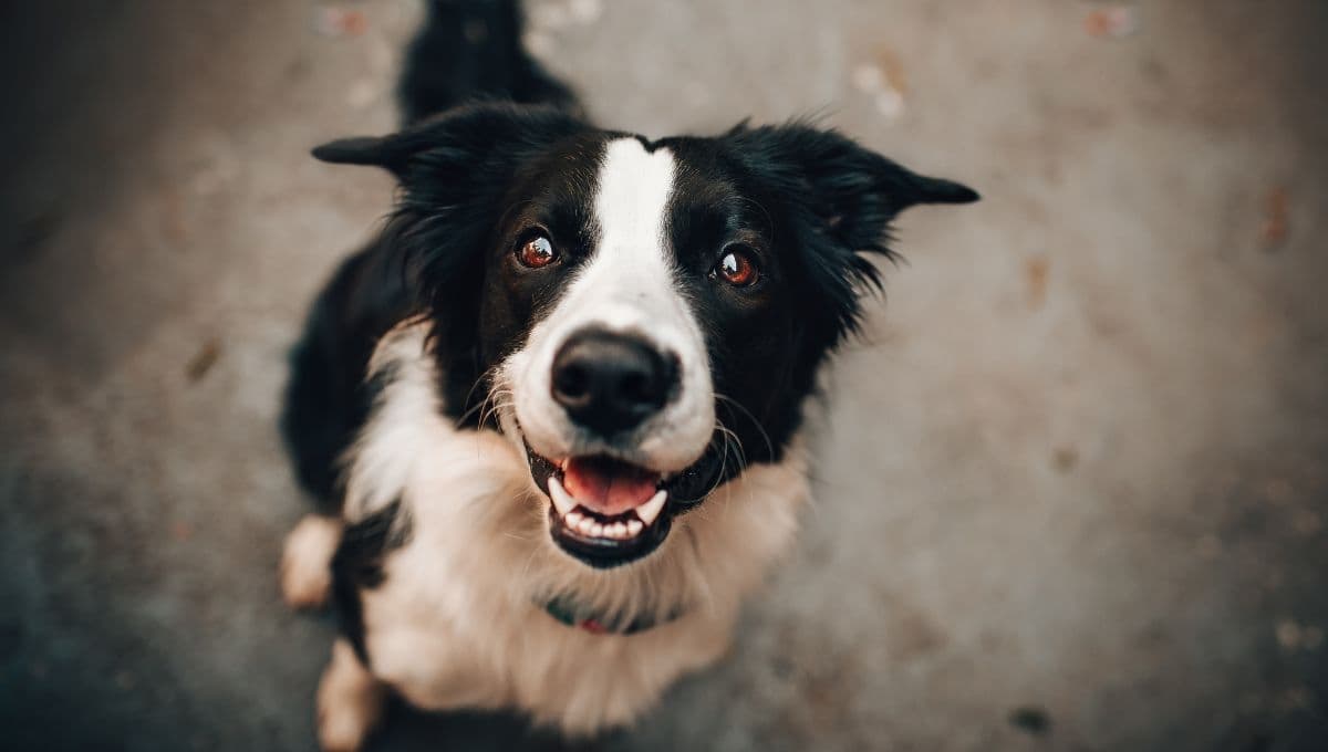Esto pasaría con el perro si se extinguiera la humanidad