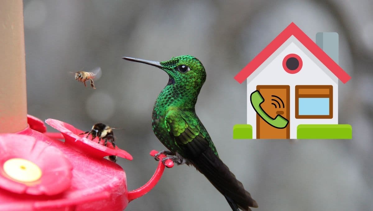 ¿Por qué los colibríes dejan de venir al bebedero y cómo solucionarlo?