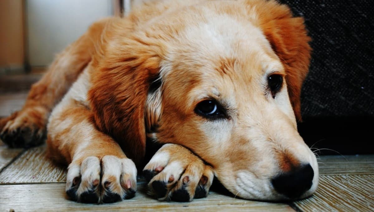 Perrito espera 12 años a su dueño y MUERE en el último lugar donde estuveron juntos