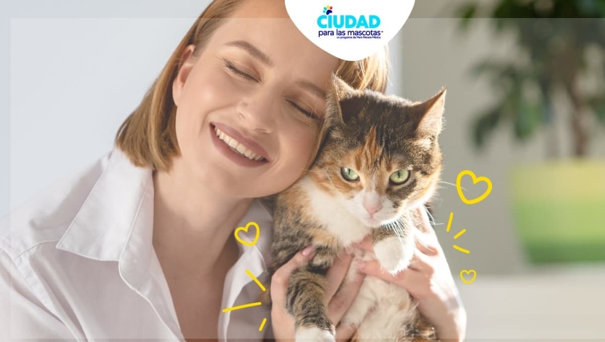 Ciudad para las mascotas: cuando la comprensión y el amor se juntan, surgen cosas increíbles