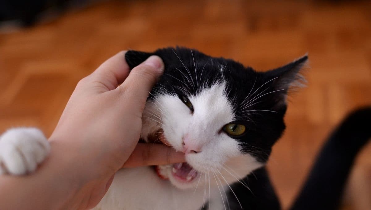 ¿Por qué mi gato me muerde la nariz?