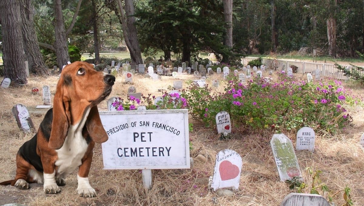 ¿Por qué es malo enterrar a tu perro en tu jardín?