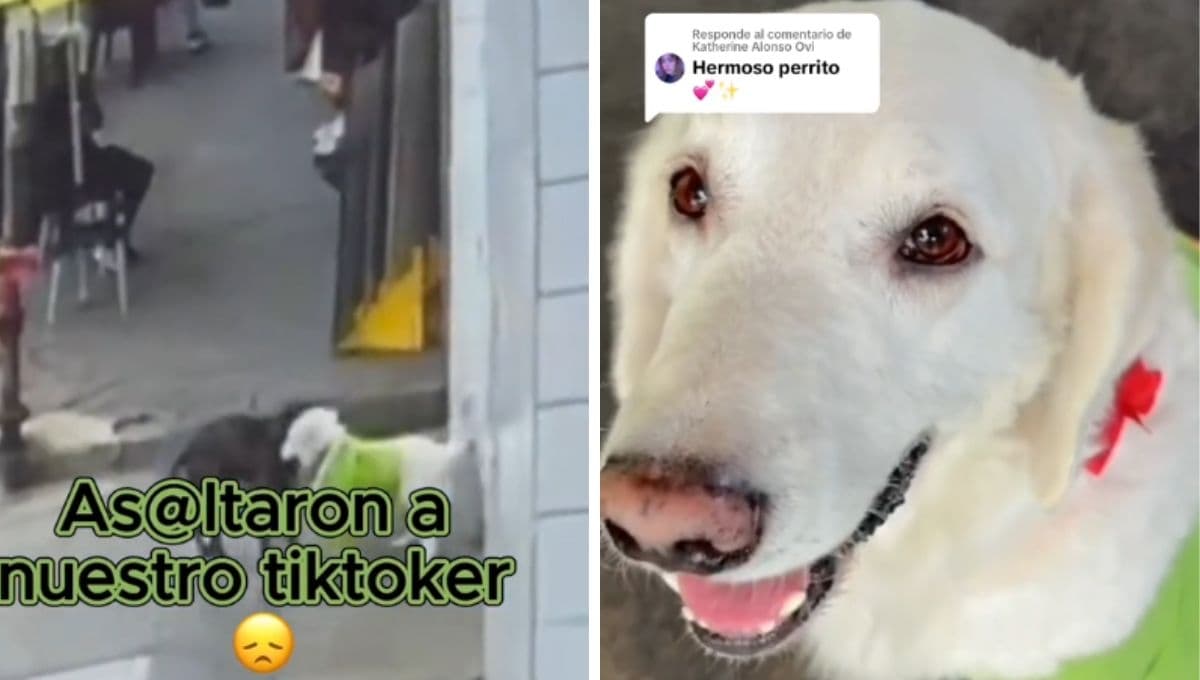 Perro callejero le roba su camiseta a perro influencer y el momento se hace viral