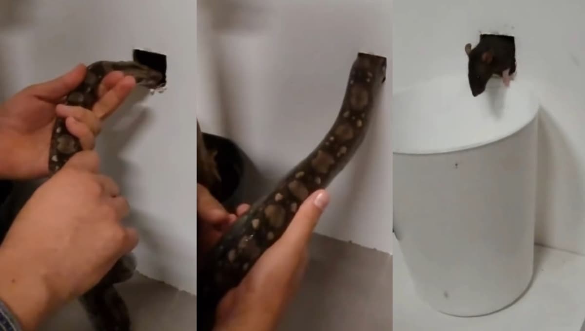 VIDEO: sacan plaga de ratas de la pared ¡con una víbora!