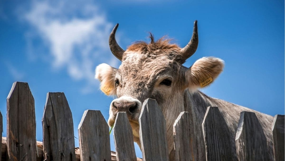 Así venden la orina de vaca como bebida en la India